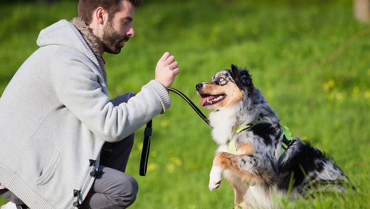 Man training dog to sit in park