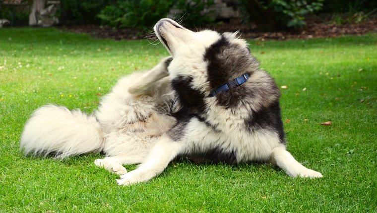 Picture of a mixed breed dog, between Siberian Husky and White German Shephard (Berger Blanc Suisse) with blue eyes.