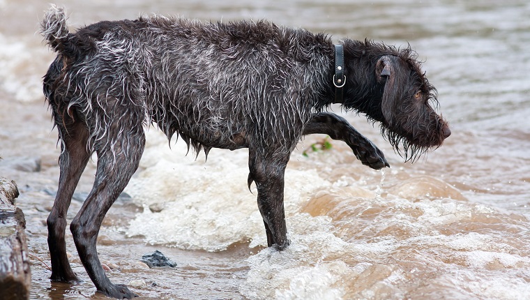 hunting dog german wirehaired pointer on the river