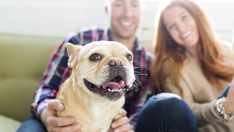 USA, Utah, Salt Lake City, Couple with pug sitting on sofa