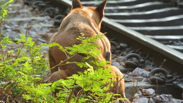 Dog Defecating By Railroad Track