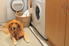 Golden retrever in Laundry room