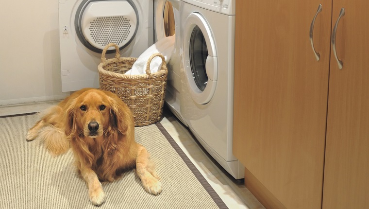 Golden retrever in Laundry room