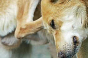 A close up photo of a dog scratching himself