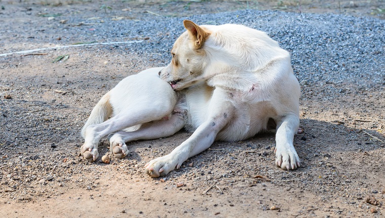 White dog self cleaning tick and flea.