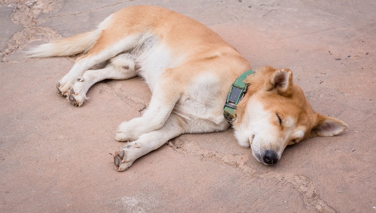sleeping dog on cement floor