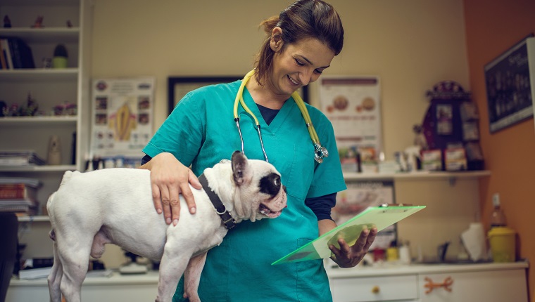 Young happy vet reading medical documents of a Bulldog.