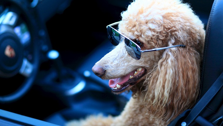 Standard Poodle dog driving car.