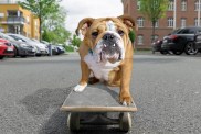 English bulldog sitting on skateboard in street.