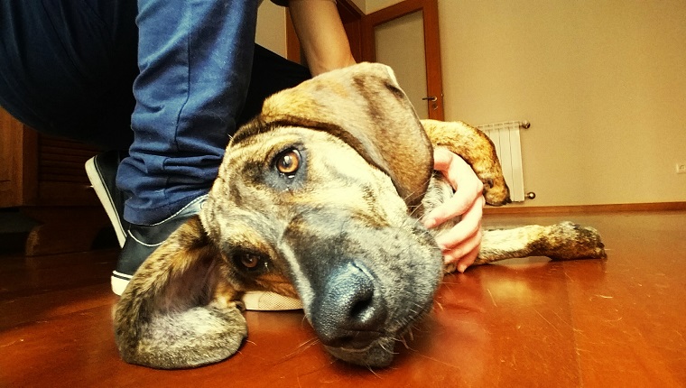 Sad Dog Lying By Person On Hardwood Floor