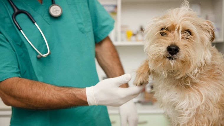 Close up of vet inspecting dog paw