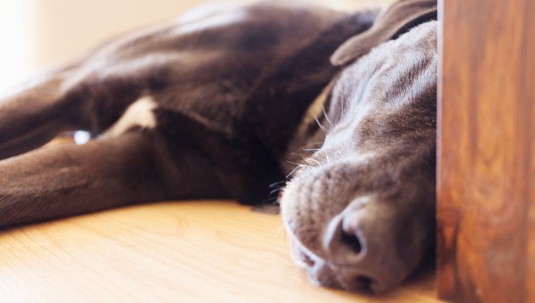 Old dog taking a nap