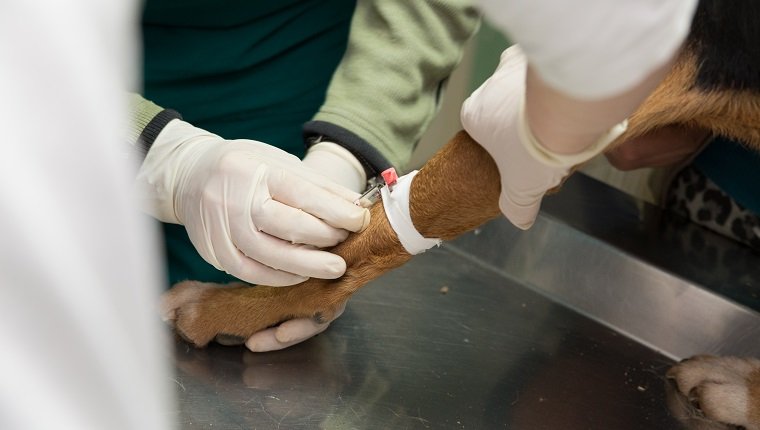 Veterinarian examining a dog from a shelter. Blood test