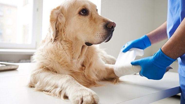 Veterinarian wrapping bandage around a dog's leg