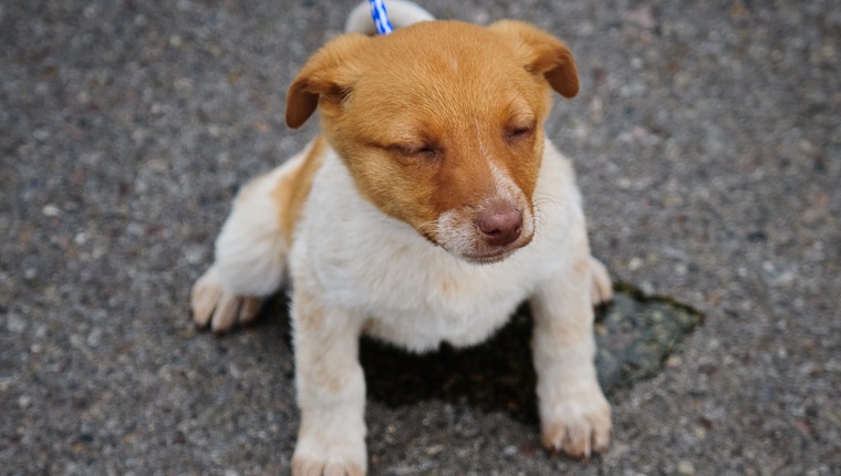 A puppy peeing from a local dog adoption