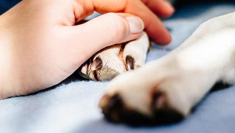 Human hand holding dog paw