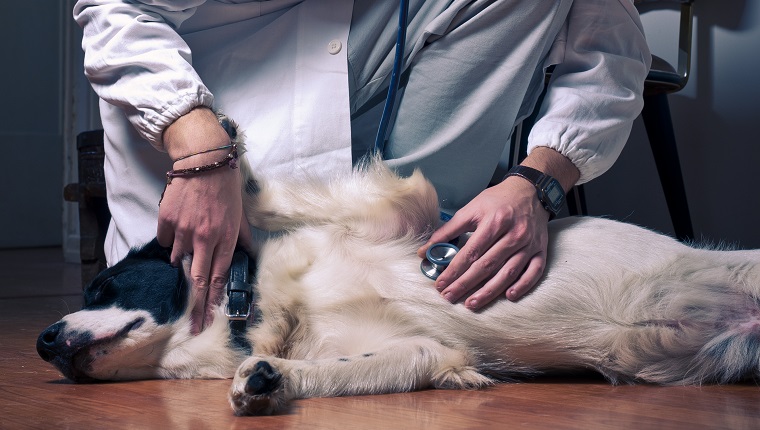 Photo of a young guy in a doctor's coat, listening to the heart of what seems a sick dog