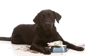 Adorable black lab puppy by her food dish filled with money. Isolated on white with room for your text.