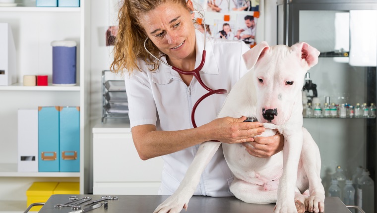 Veterinary by listening to a Dogo Argentino dog in his clinic