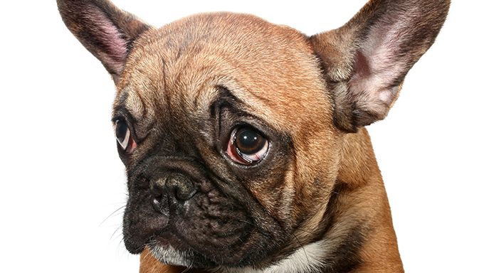 sad french bulldog