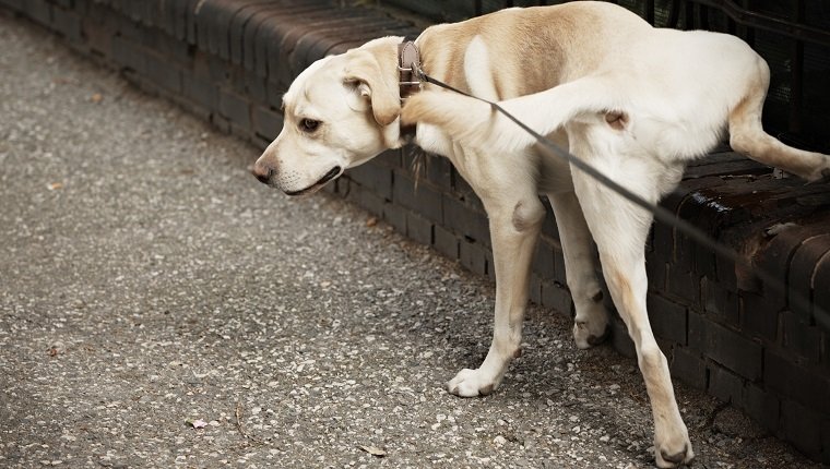 Labrador is peeing on brick wall