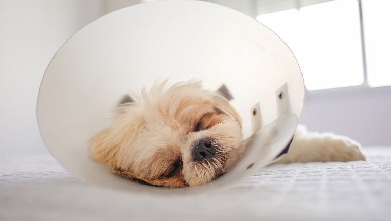 Portrait Of Shih Tzu With Protective Cone Collar after a Operation.