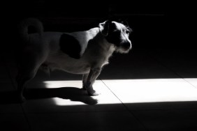 Dog In Darkroom At Home