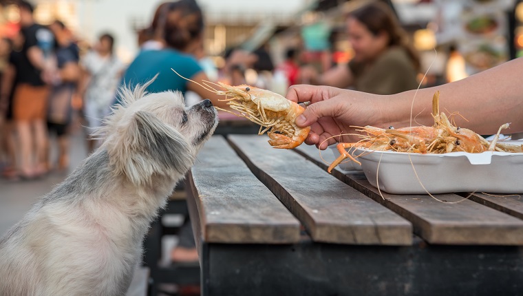 Dog so cute mixed breed with Shih-Tzu, Pomeranian and Poodle sitting at wooden table outdoor restaurant waiting to eat a prawn fried shrimp seasoning salt feed by people is a pet owner