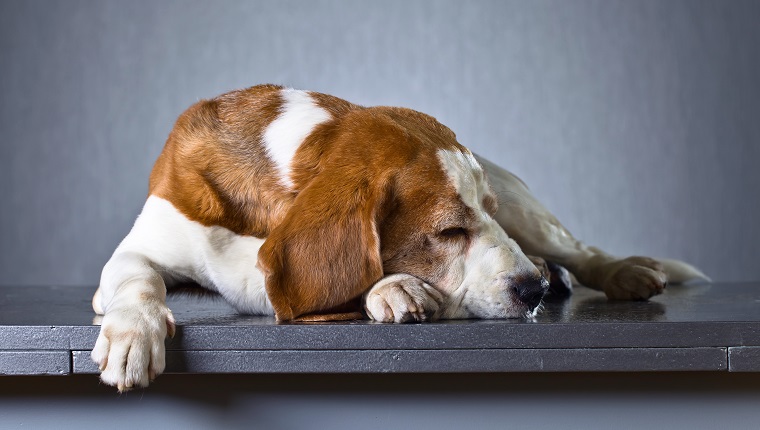 Portrait of a sad dog on a dark background .Purebred adult Beagle .