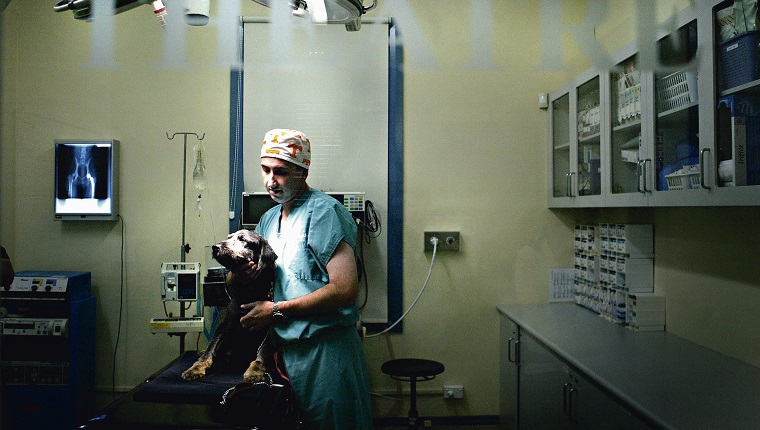 (AUSTRALIA & NEW ZEALAND OUT) Veterinary surgeon David Lidbetter checks Barney the collie who has just had a brain tumor removed, 6 May 2005. SMH Picture by KATE GERAGHTY (Photo by Fairfax Media/Fairfax Media via Getty Images)