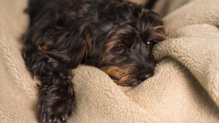 Small Black Shih Tzu mix breed dog canine lying down on soft blanket bed while uncertain alone sick bored lonely depressed ill tired exhausted worn out