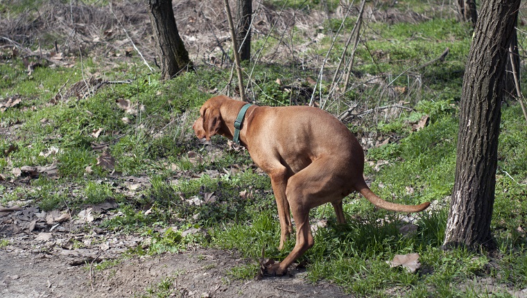 Pooping dog in woods.