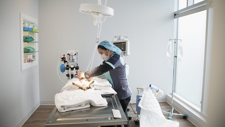 Veterinarian operating on small dog clinic operating room