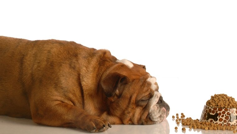 english bulldog laying down sleeping in front of full bowl of food