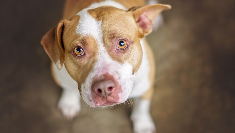 Tan and white pit bull dog in shelter.