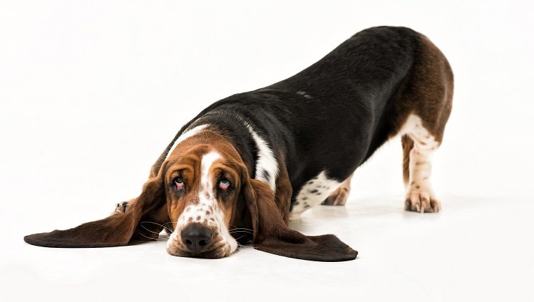 Sad basset hound with different colors eyes.