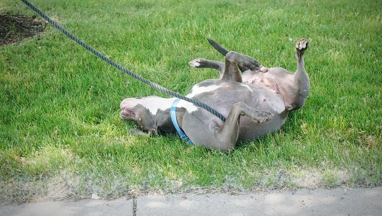 American Pit Bull Terrier Scratching On Grassy Field