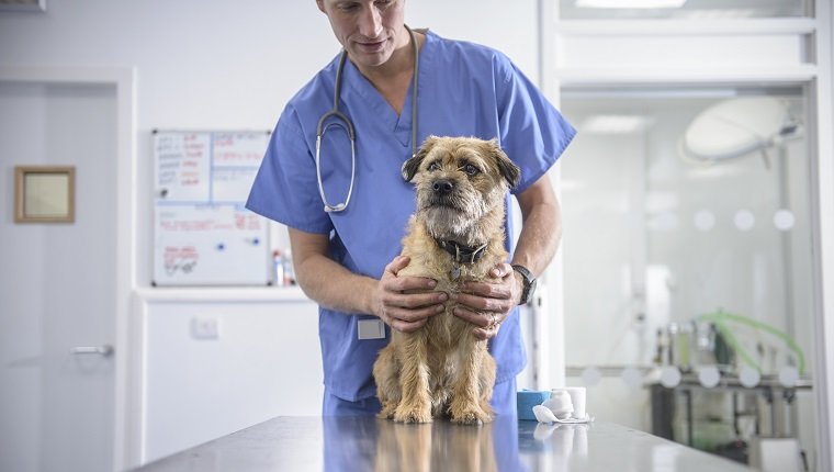 Portrait of vet holding dog on table in veterinary surgery