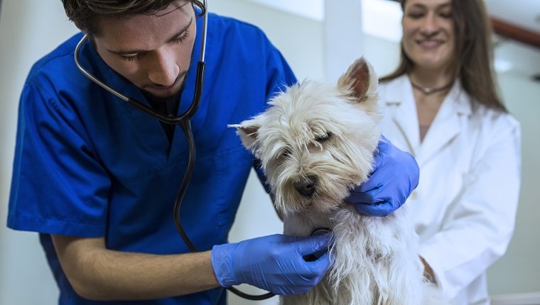 Little white dog on veterinary clinic