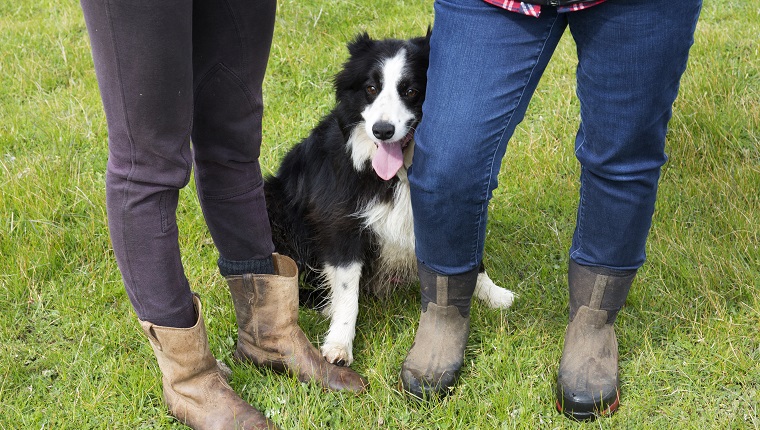 Penhurst village, sheep dog with two female sheep famers in boots.