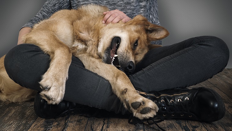 Happy large dog lying on the laps.