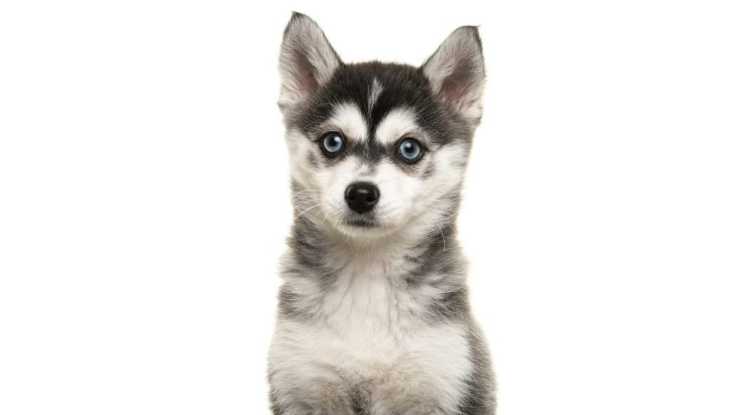 Portrait of a pomsky puppy isolated on a white background