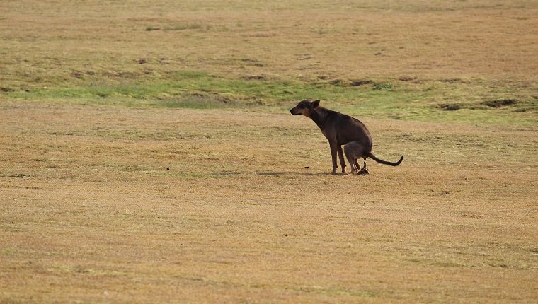 Dog Defecating On Field