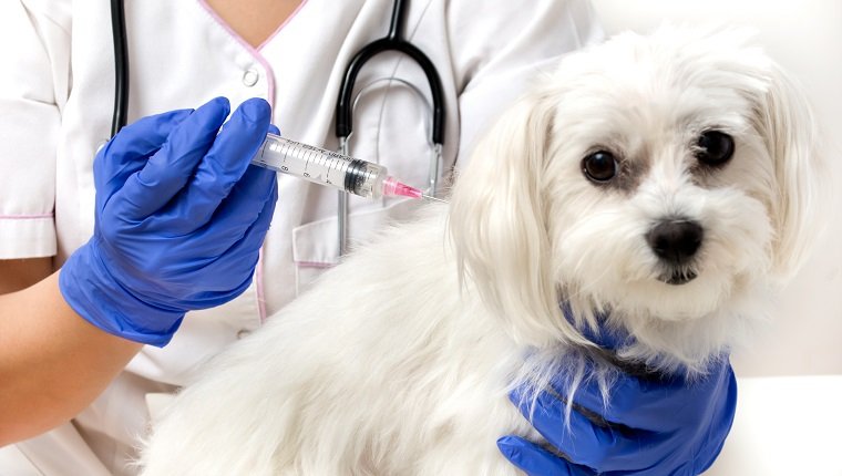 Dog vaccinated by veterinarian