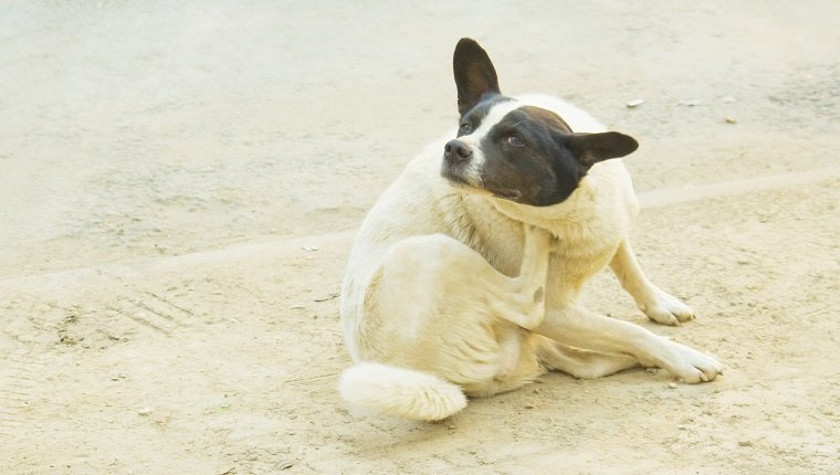 Stray dog scratched on city street.