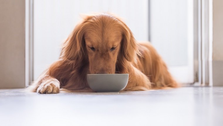 Golden Retriever eating