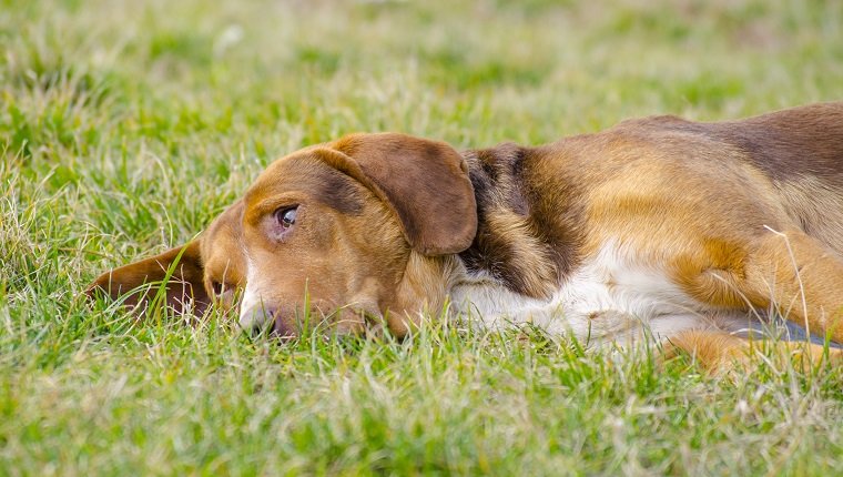 Sleepy dog with orange reddish fur lying in the grass