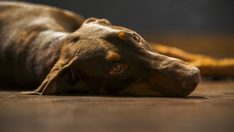 Stock photo of a sad, tired, one year old female Doberman,