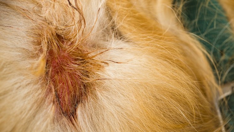 A Moist Eczema, aka Hot Spots or Summer Sores, on a Golden Retriver's right shoulder just behind her green dog collar. This skin disorder which is oozing, moist and raw, is more likely caused by bacteria. These Hot Spots can appear spontaneously anywhere on a dog's body out of nowhere.