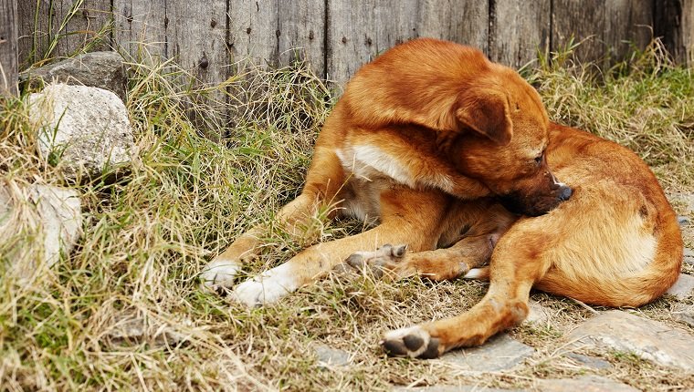 Dog nibbling his leg